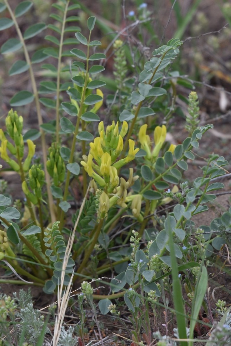Astragalus altaicola photo 7