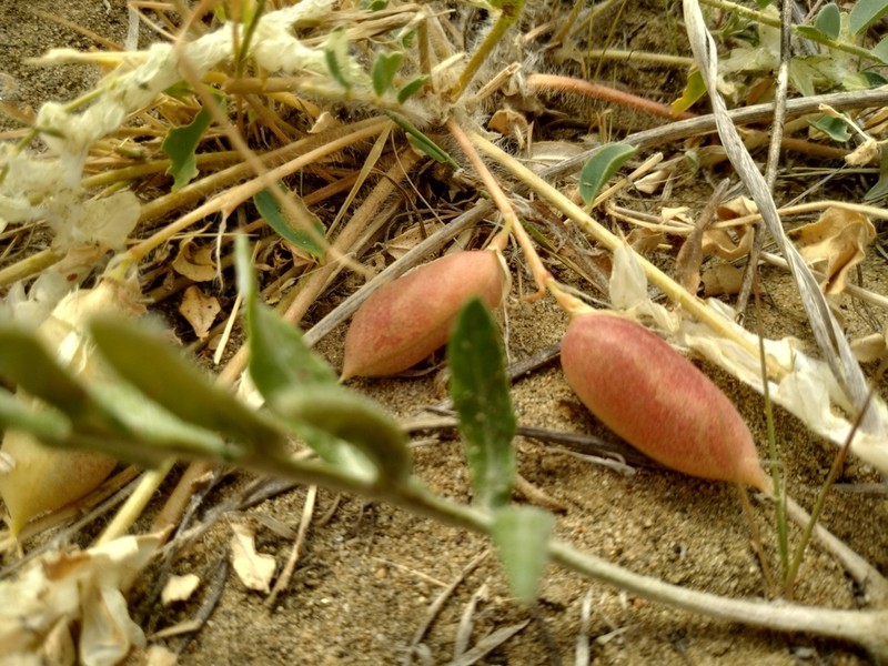 Astragalus altaicola photo 8