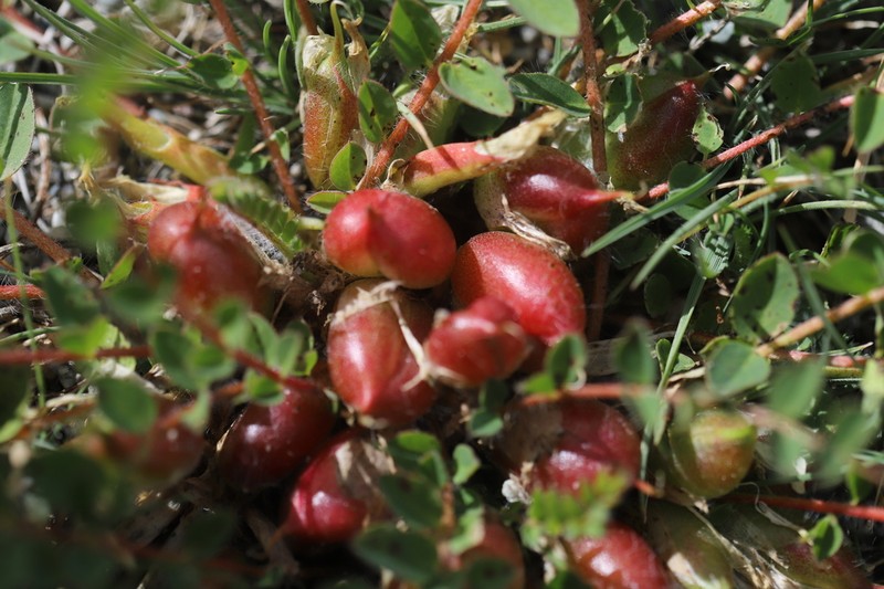 Astragalus altaicola
