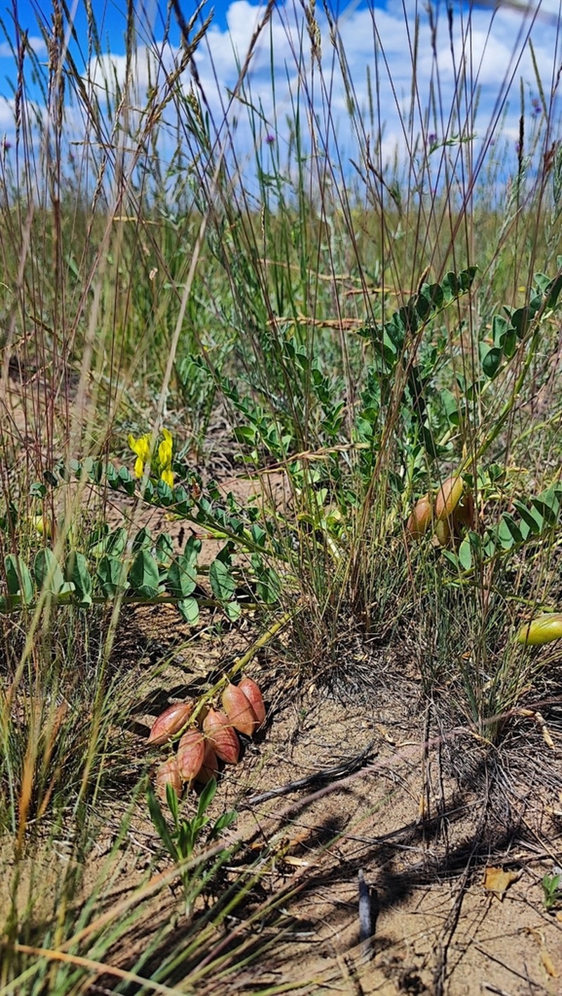 Astragalus altaicola photo 2