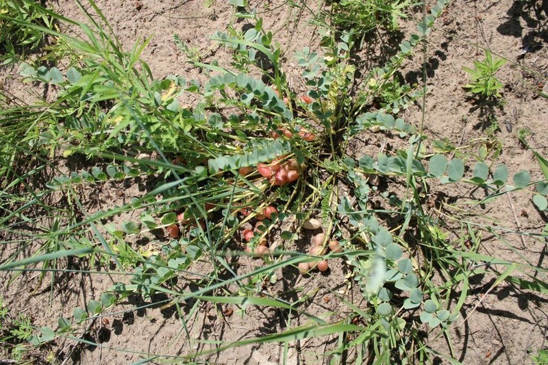 Astragalus altaicola photo 3
