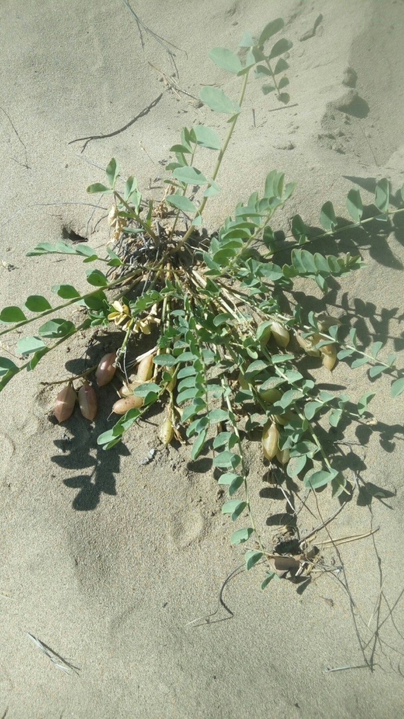 Astragalus altaicola photo 4