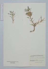 Astragalus altimurensis