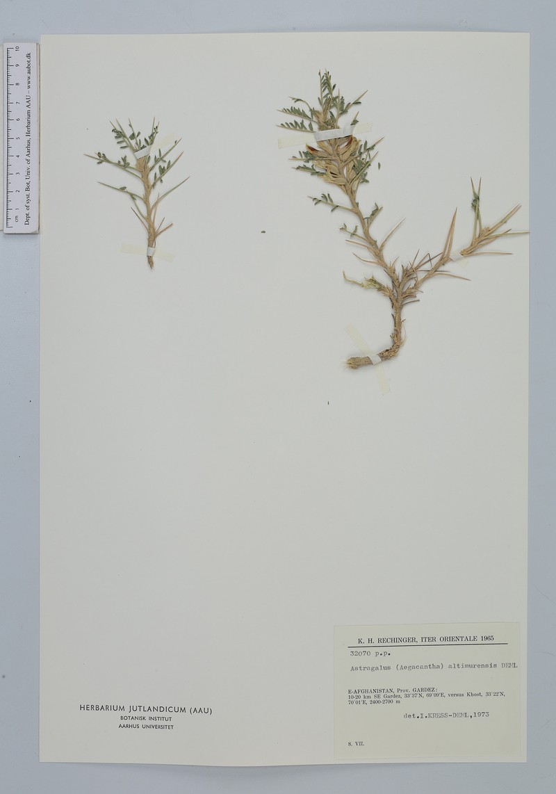 Astragalus altimurensis