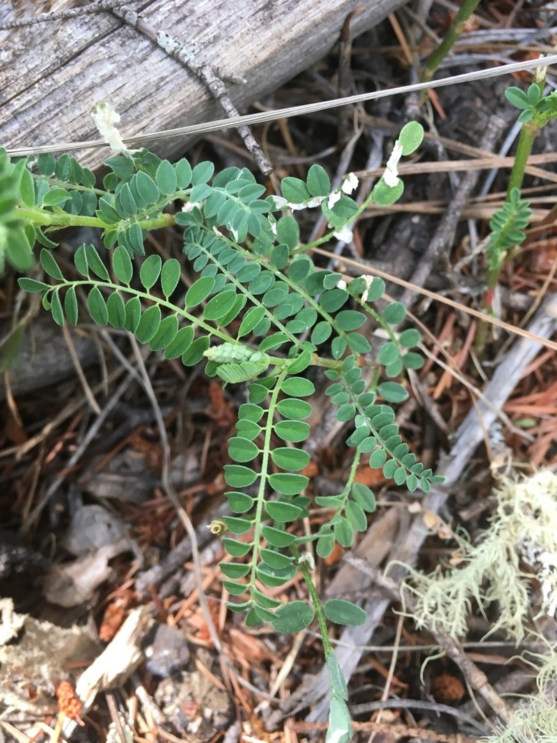 Tall Milkvetch