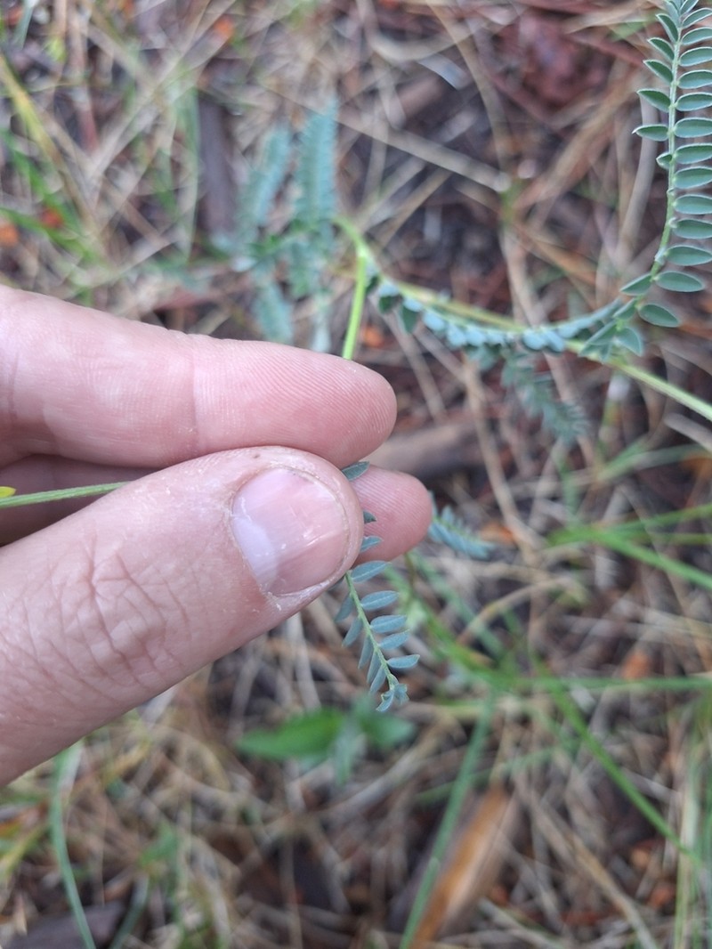 Tall Milkvetch photo 2