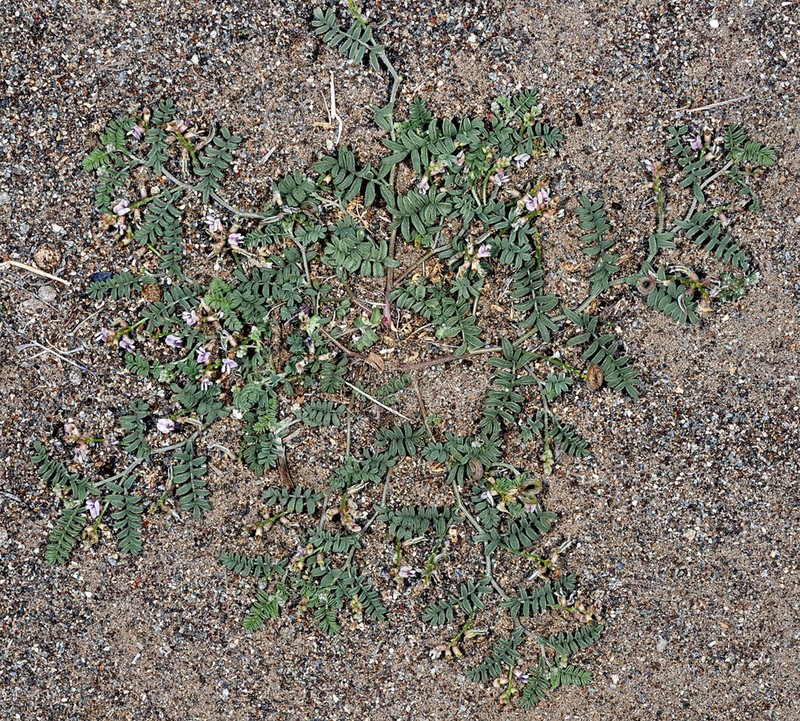 Alvord Milkvetch
