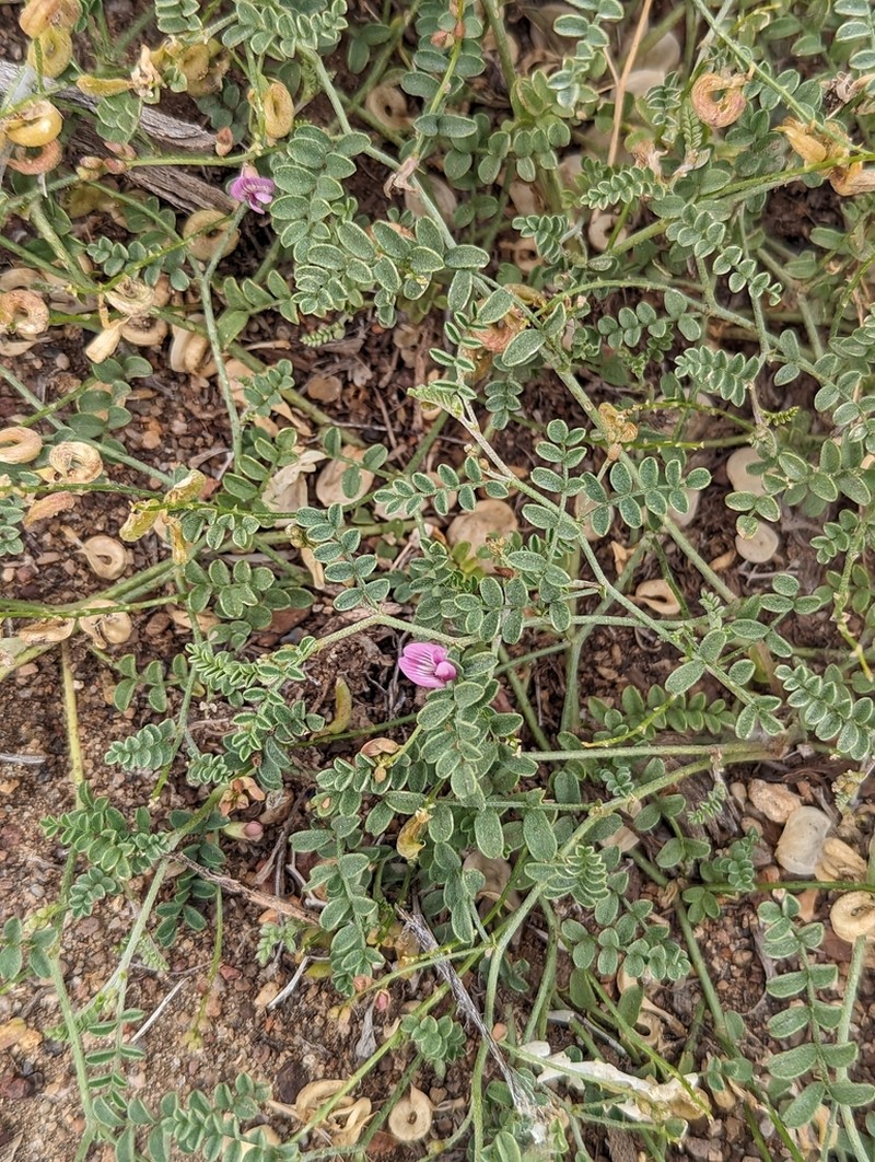 Alvord Milkvetch photo 2