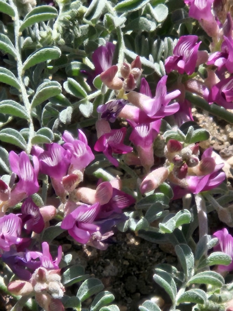 Alvord Milkvetch photo 3