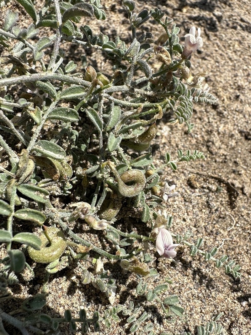 Alvord Milkvetch photo 4