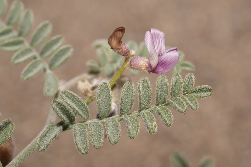 Alvord Milkvetch photo 5