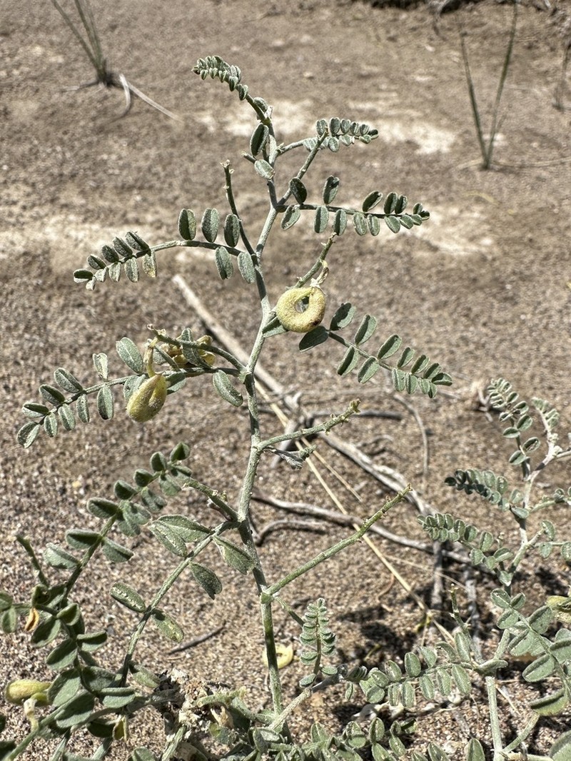 Alvord Milkvetch photo 6