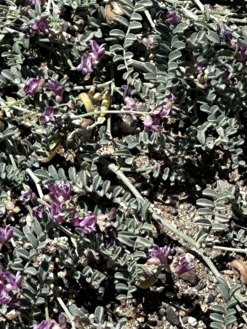 Alvord Milkvetch photo 7