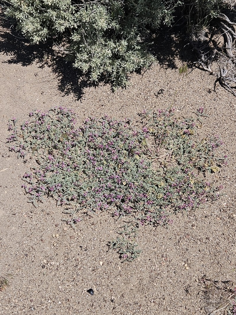 Alvord Milkvetch photo 8