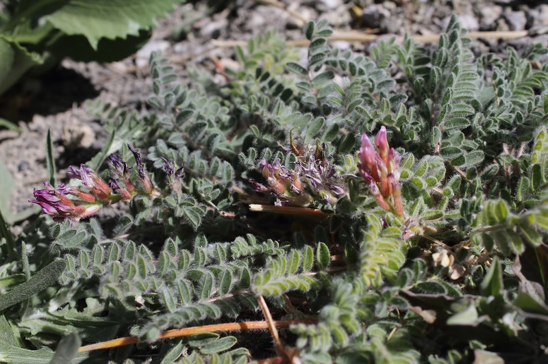 Astragalus alyssoides photo 2