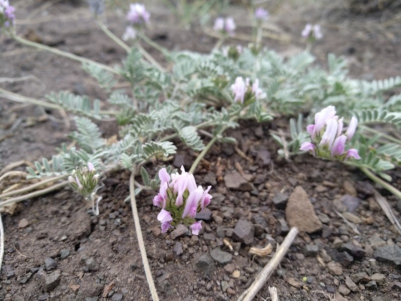 Astragalus alyssoides photo 4