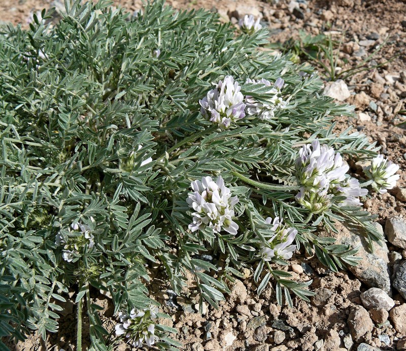 Astragalus alyssoides photo 6