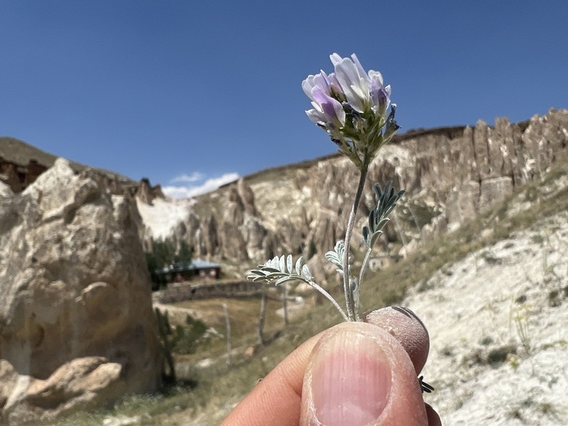 Astragalus alyssoides