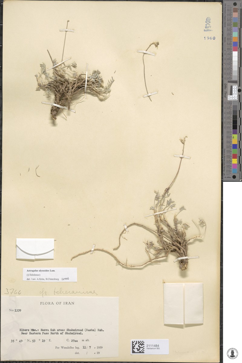 Astragalus alyssoides photo 2