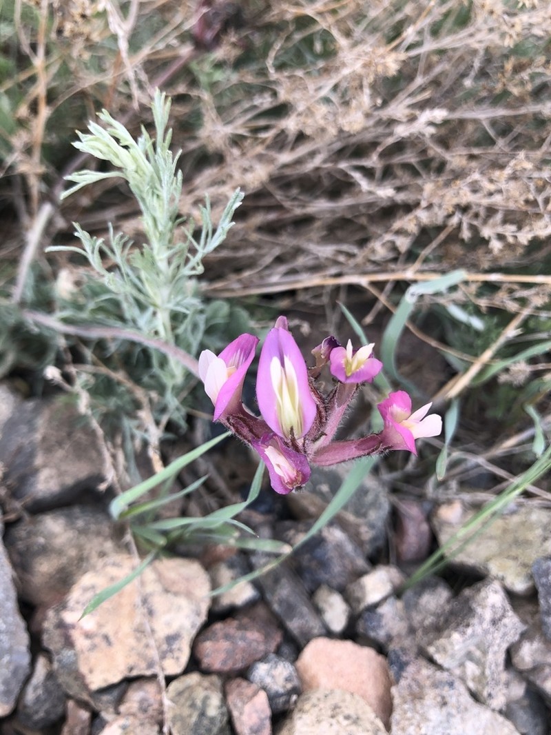 Astragalus amabilis photo 2