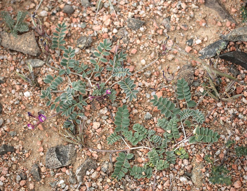 Astragalus amabilis photo 3