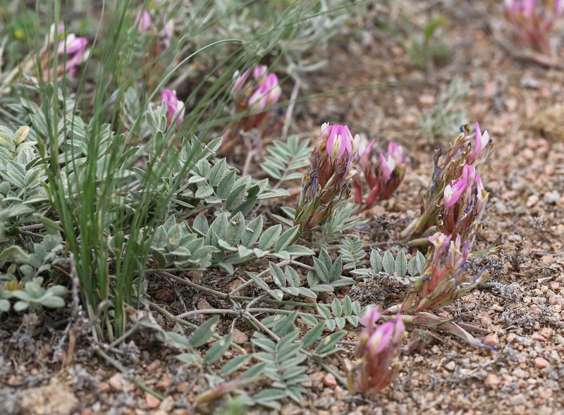 Astragalus amabilis photo 4