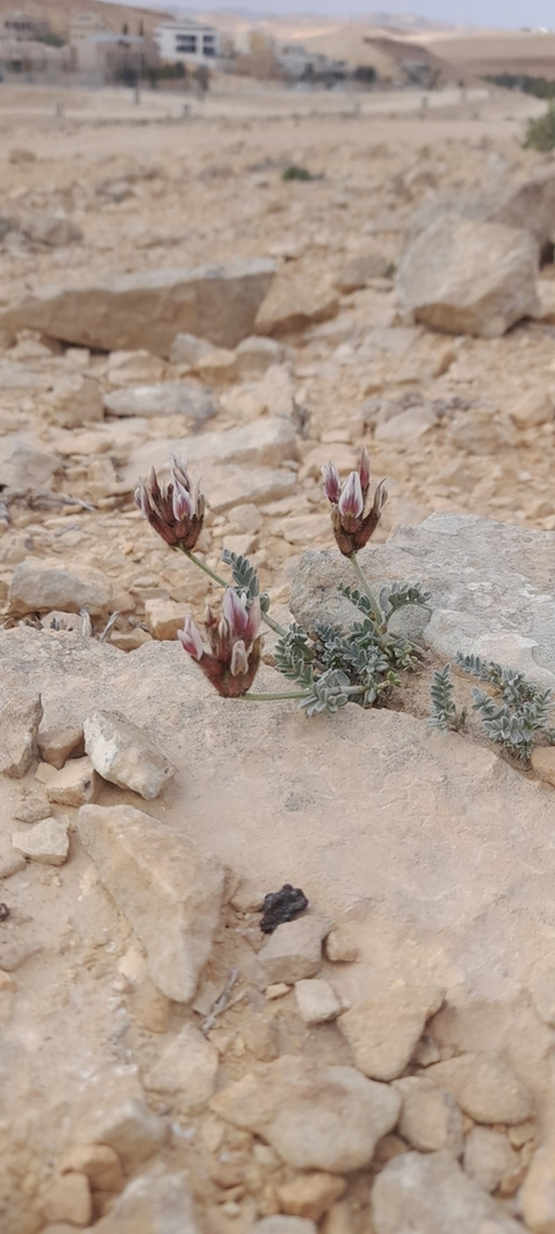 Astragalus amalecitanus photo 4