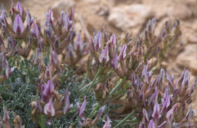 Astragalus amalecitanus photo 5