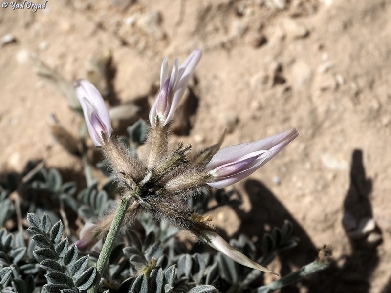 Astragalus amalecitanus photo 6