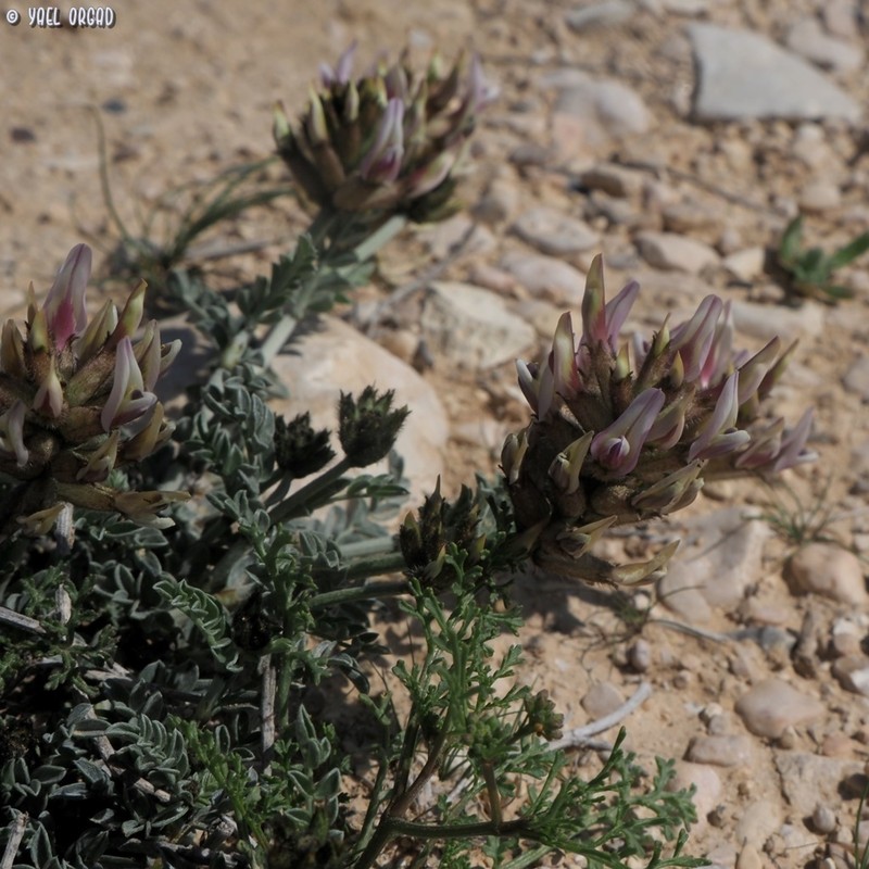 Astragalus amalecitanus photo 7