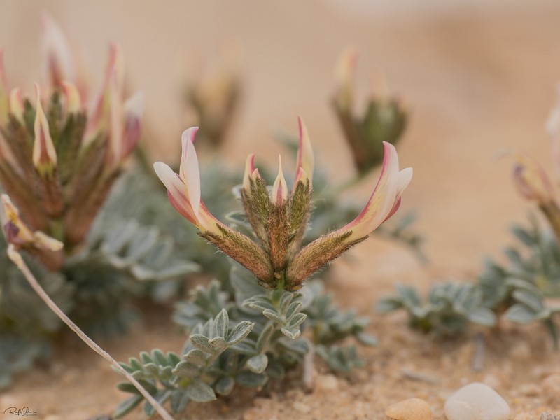 Astragalus amalecitanus photo 8