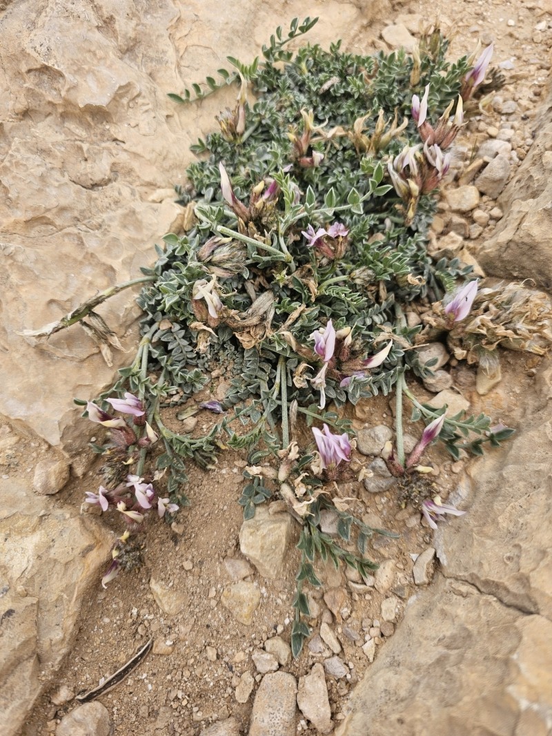 Astragalus amalecitanus