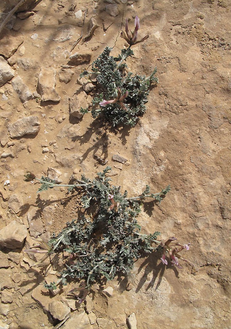 Astragalus amalecitanus photo 2