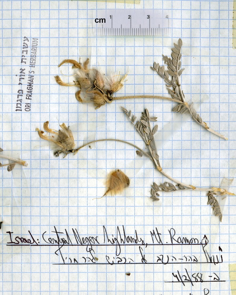Astragalus amalecitanus photo 3