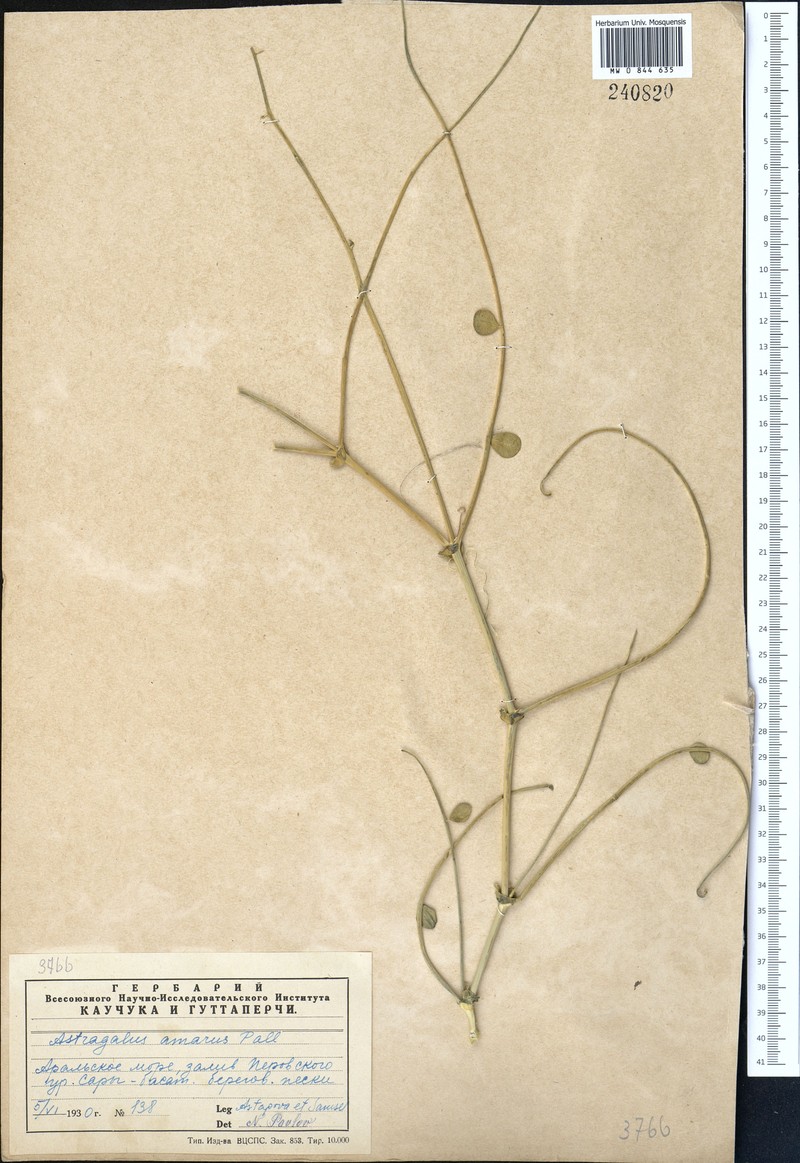 Astragalus amarus