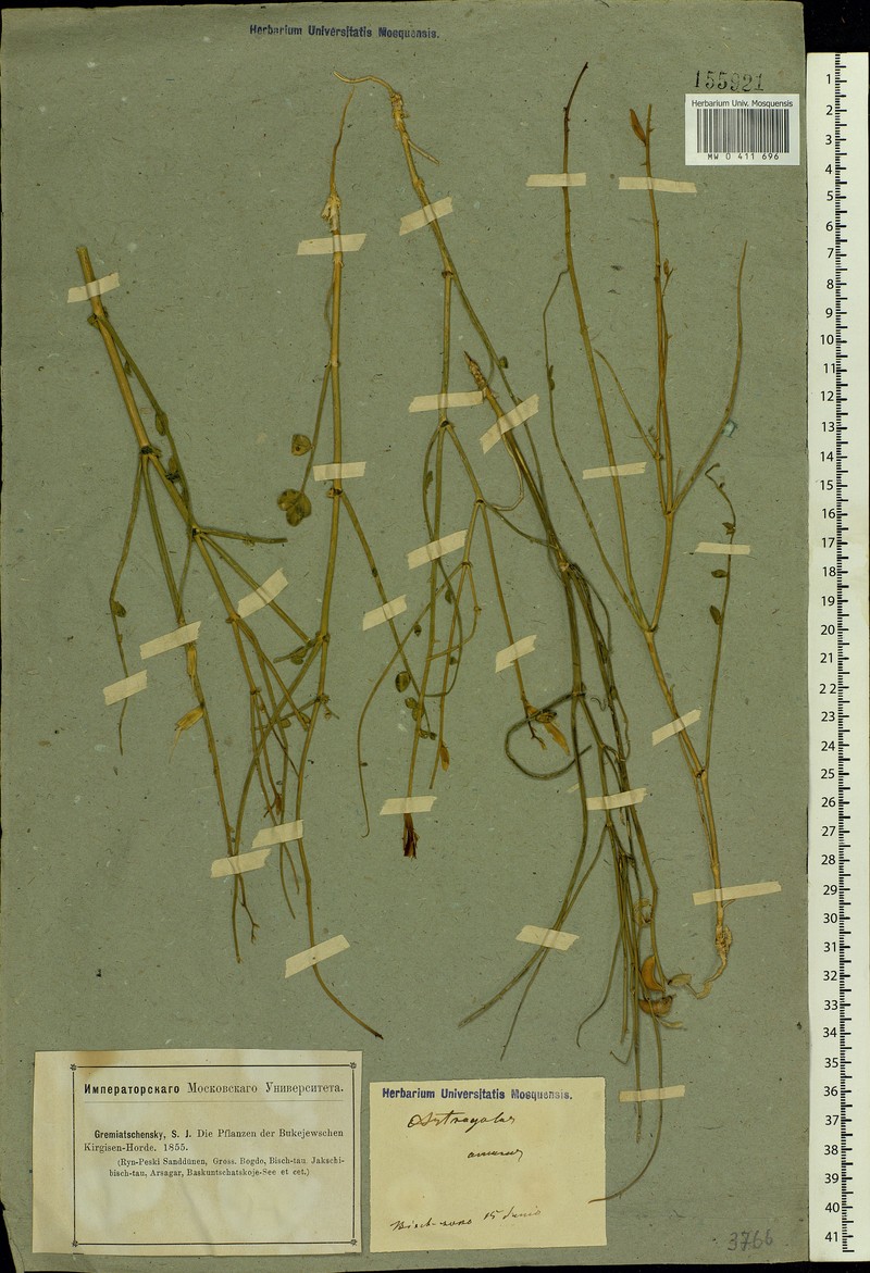 Astragalus amarus photo 2