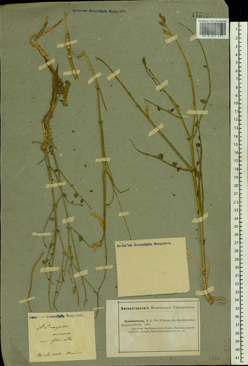 Astragalus amarus photo 3