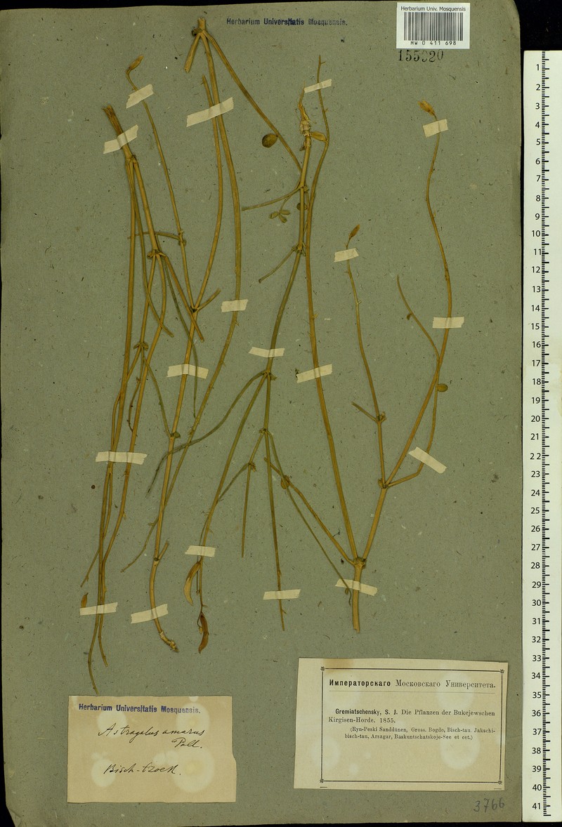 Astragalus amarus photo 4