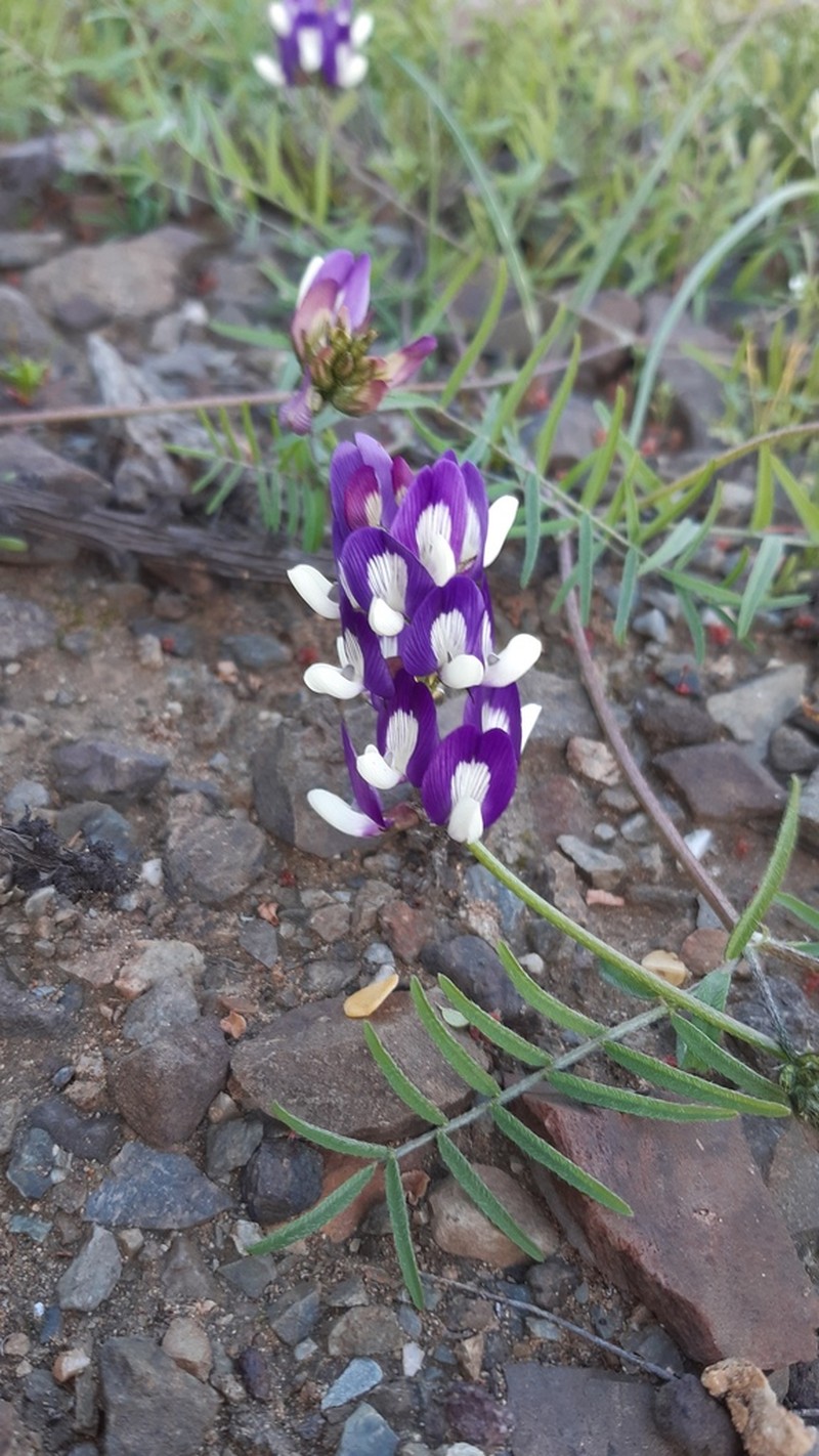 Astragalus amatus photo 4
