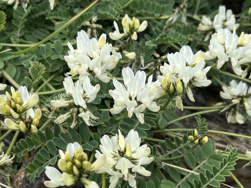 Astragalus amatus photo 5