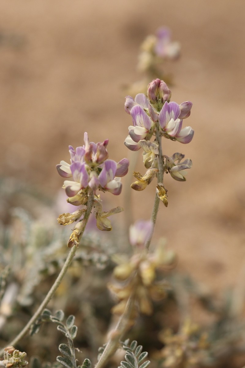 Astragalus amatus photo 6