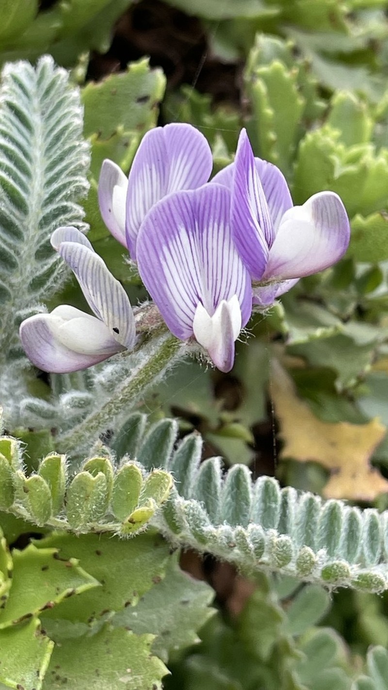 Astragalus amatus photo 8