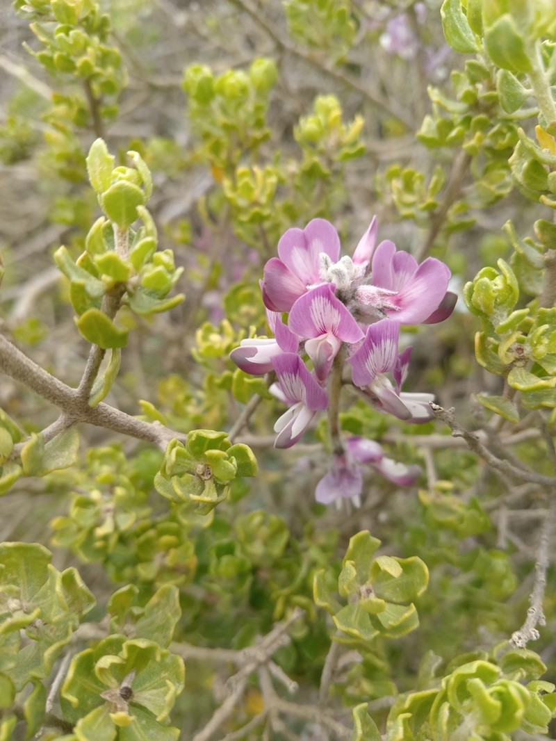 Astragalus amatus