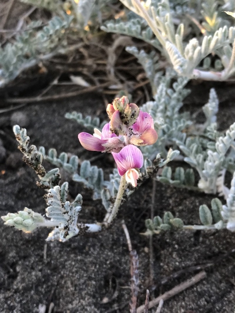 Astragalus amatus photo 2