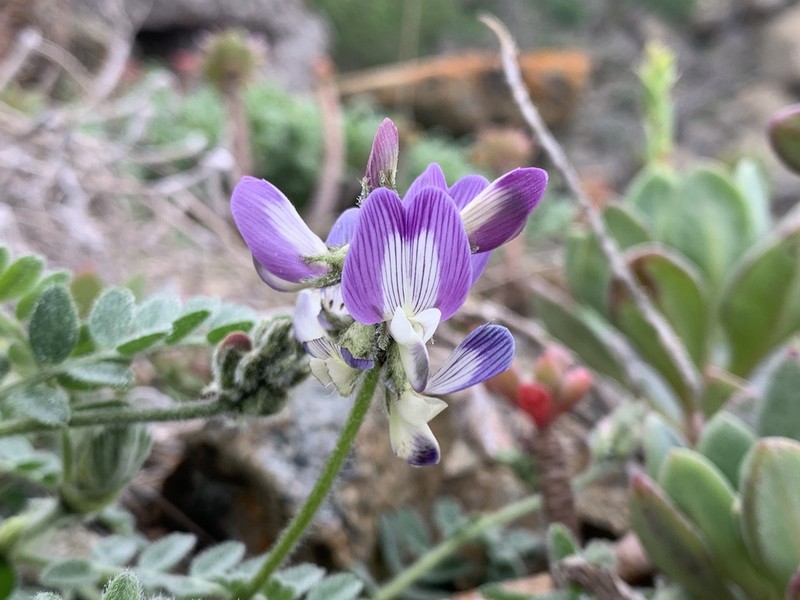Astragalus amatus photo 3