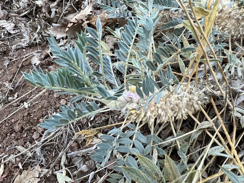 Astragalus amblolepis photo 3