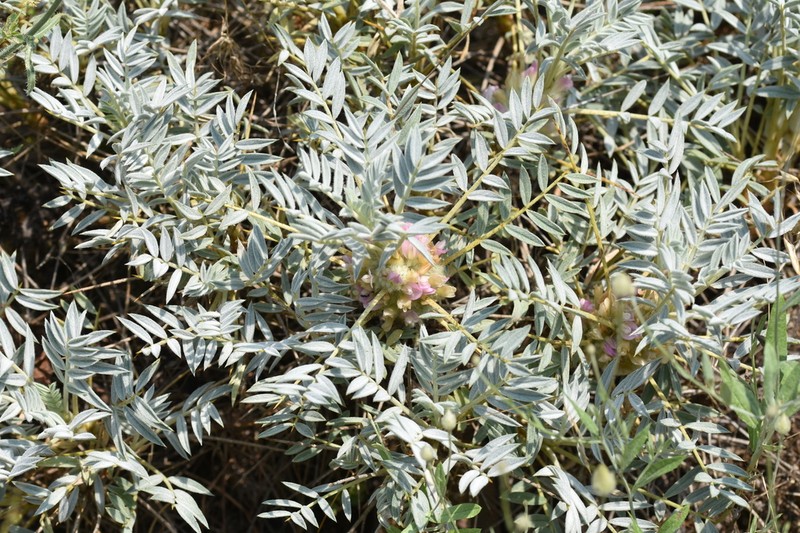 Astragalus amblolepis photo 5