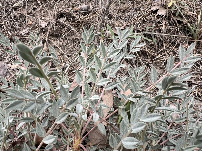 Astragalus amblolepis photo 6
