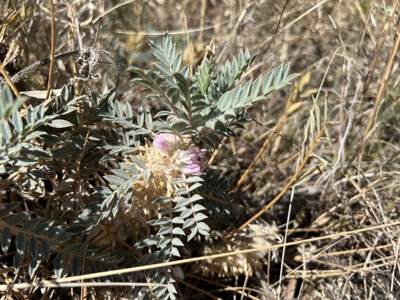 Astragalus amblolepis photo 7