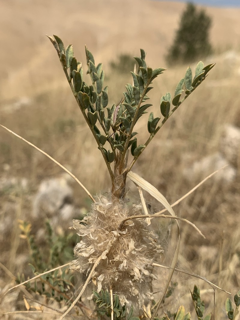 Astragalus amblolepis photo 8